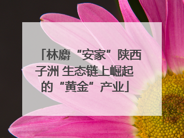林麝“安家”陕西子洲 生态链上崛起的“黄金”产业